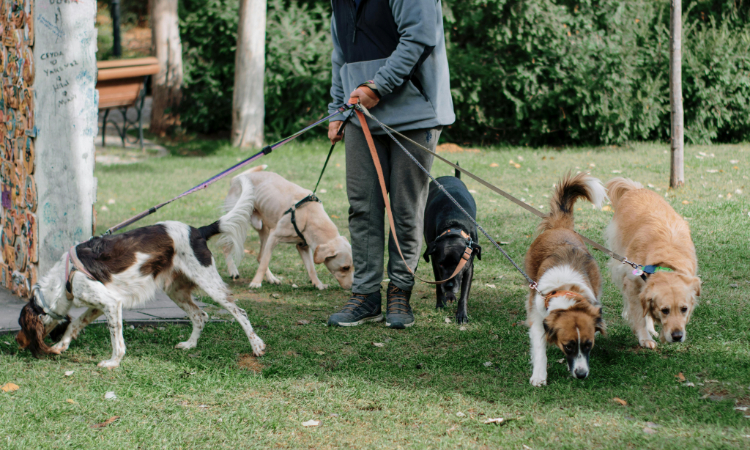 Walking Smarter, Not Harder: Orlando Heat-Proof Dog Walking Routines
